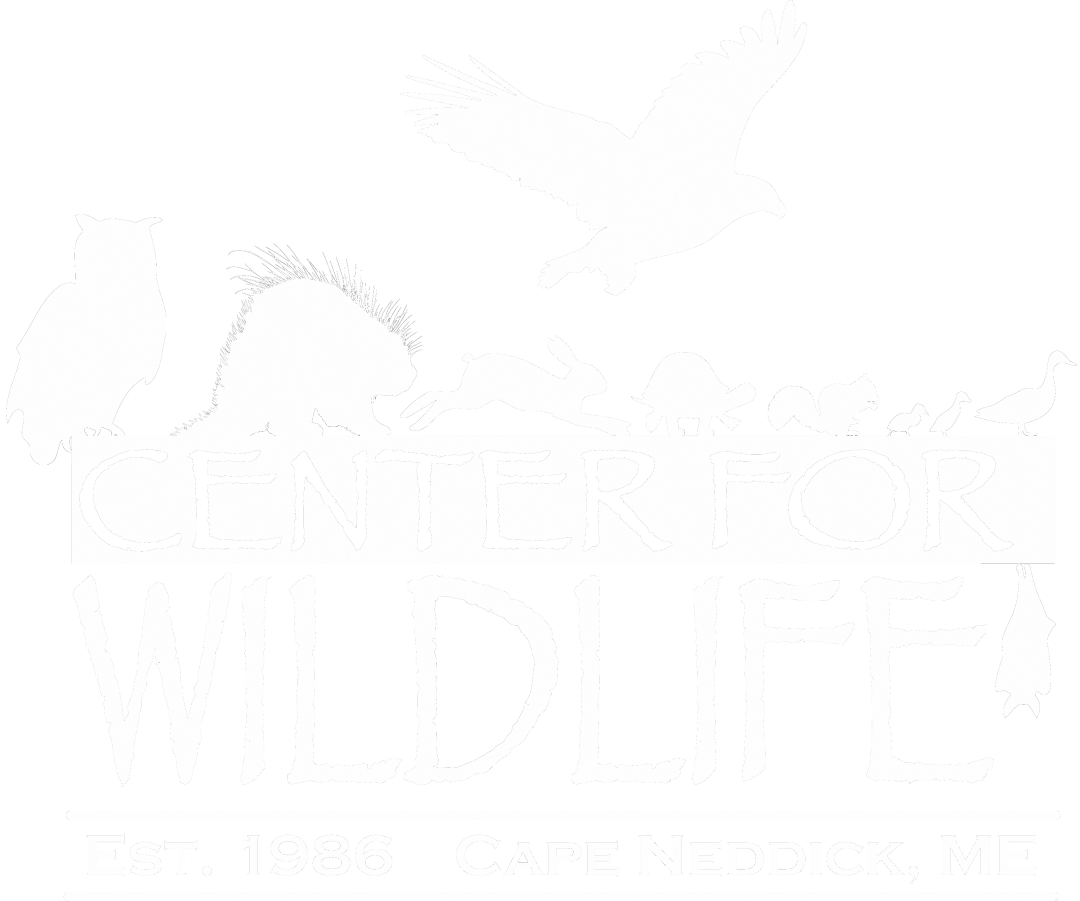 Center for Wildlife Cape Neddick Maine